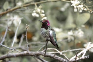 Kingpin hummingbird
