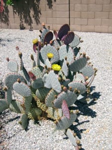 Cactus in Bloom