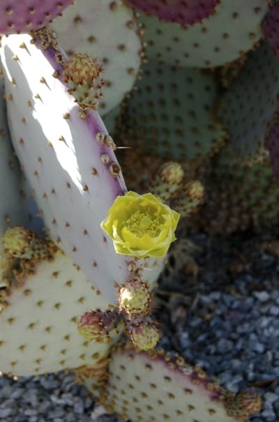 Desert Rose