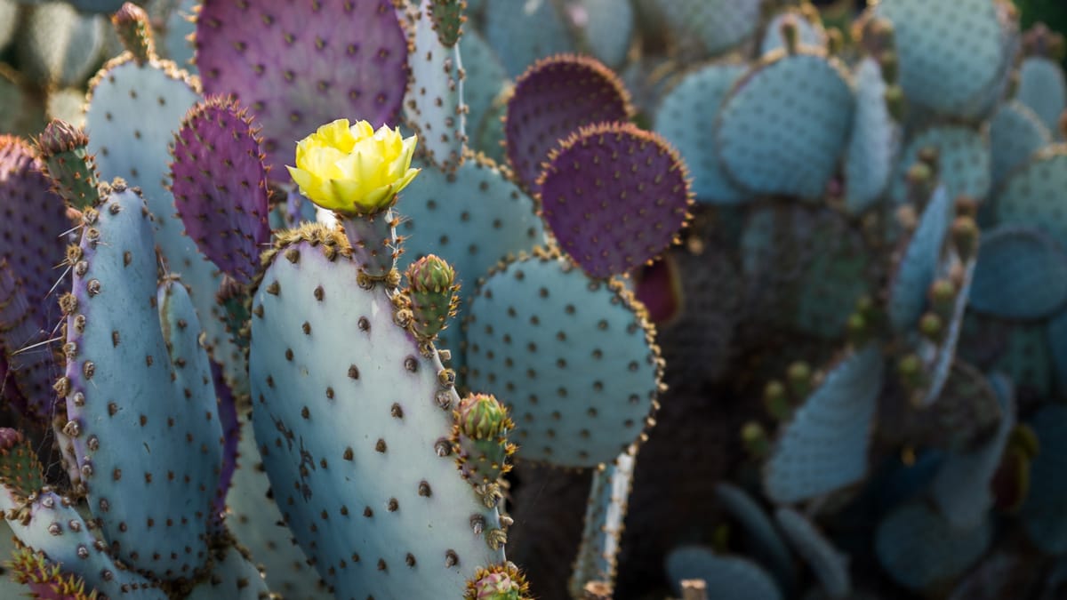 Prickly pear cactus in bloom.