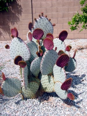 Pear Cactus