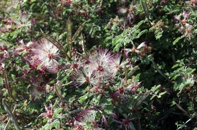 Pink Fairy Duster